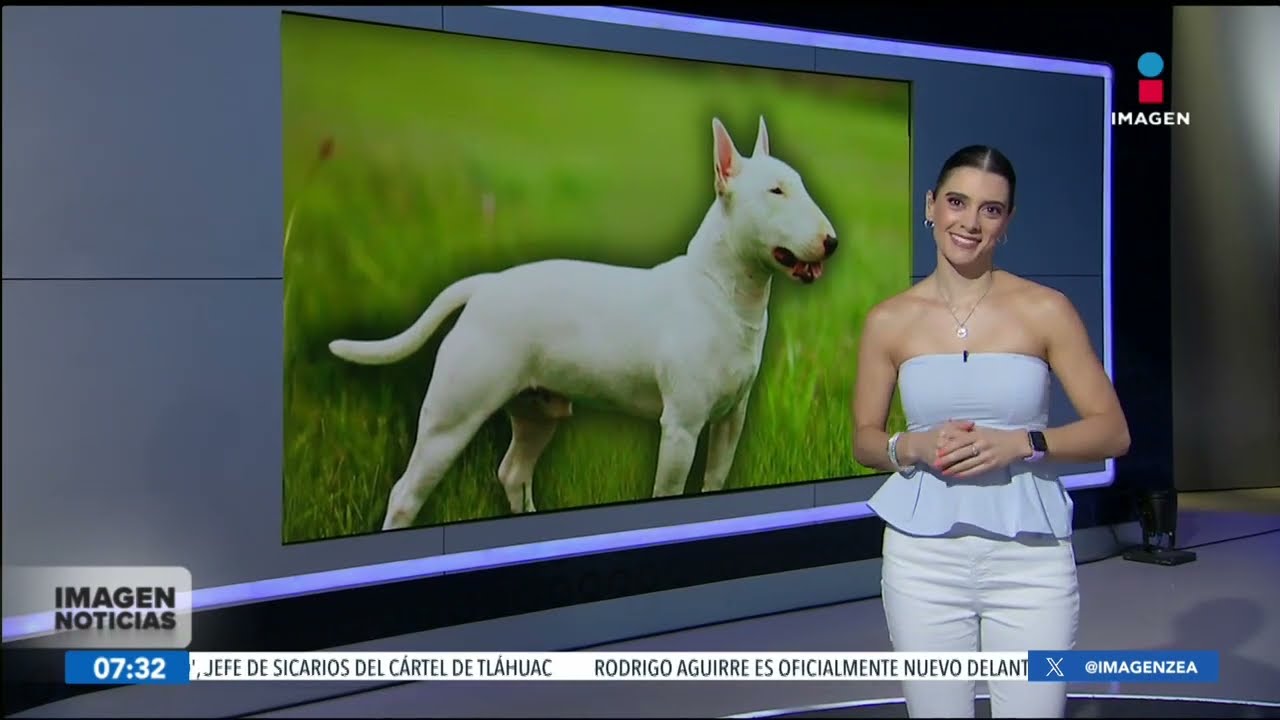Bull terrier, una raza noble y amigable para tener en casa | Noticias con Francisco Zea