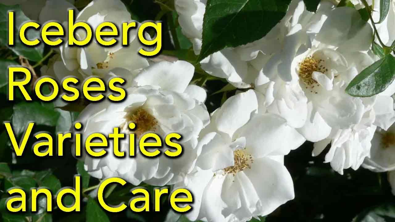Iceberg Roses - Varieties and Care