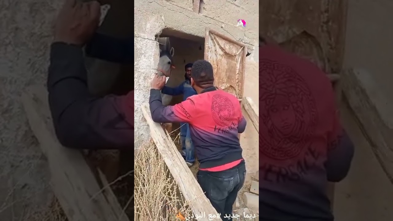 احمد البدي خايف من الحصان تبكي بالدموع 😂 هههه