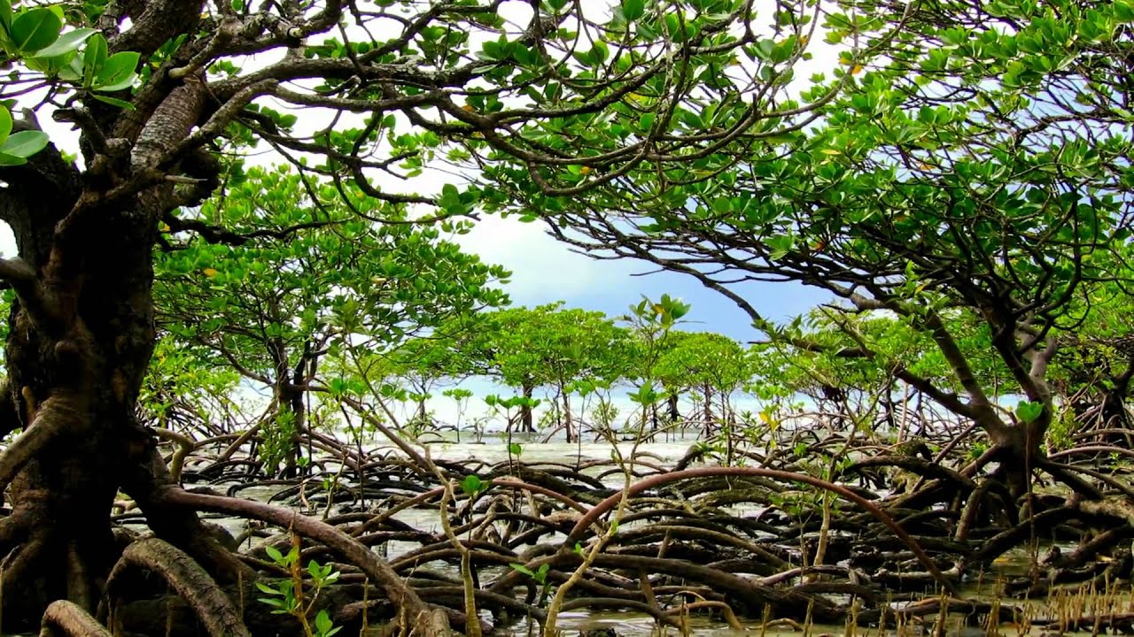 Mangrove (1979) / Peter Sculthorpe (Australia)