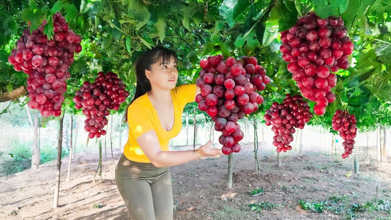 Harvesting Grapes and Onions &ndash; Countryside Market Day | Animal Care & Onion Preservation Tips