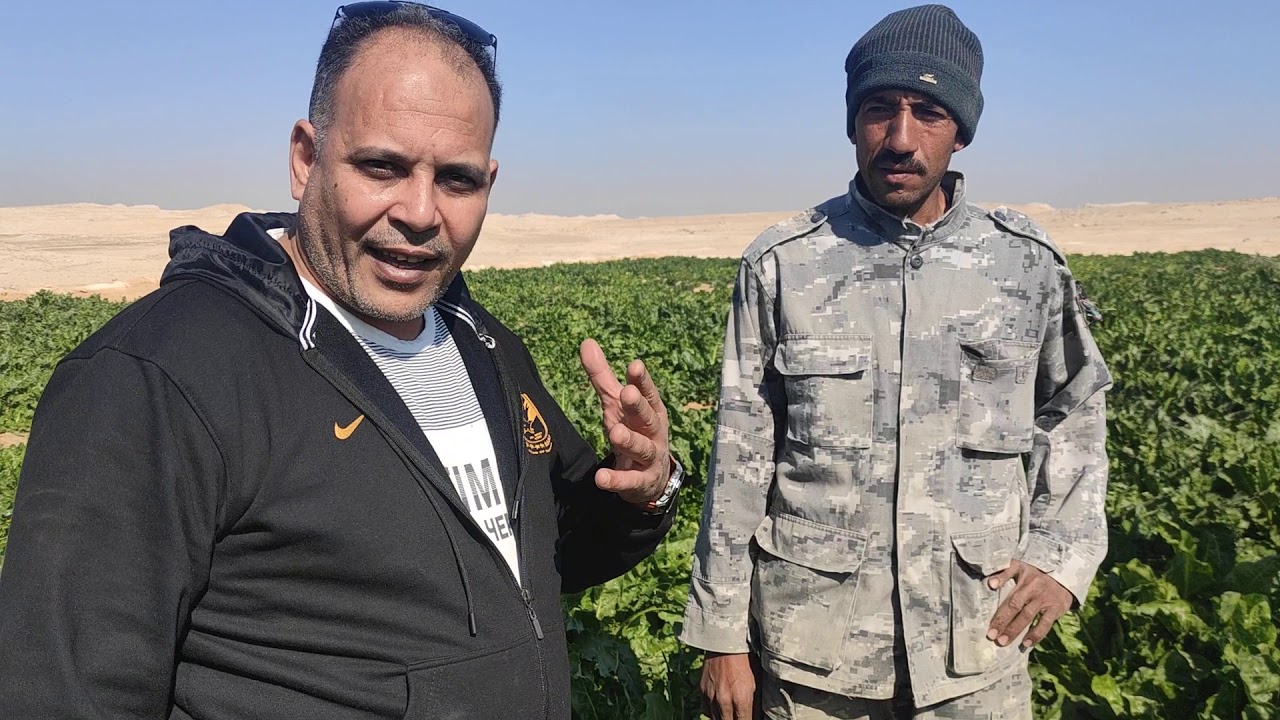 نوفا بلس في تسميد بنجر السكر من اسيوط منقلوط