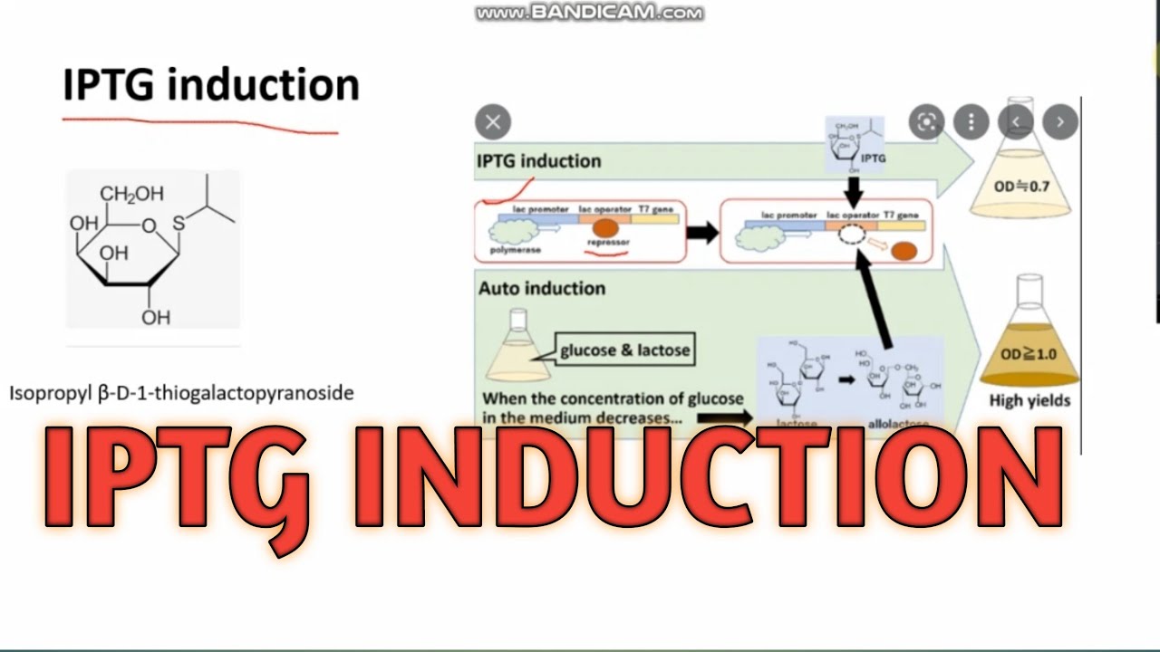 IPTG INDUCTION ll CSIR-NET Life science ll xgene & proteinx