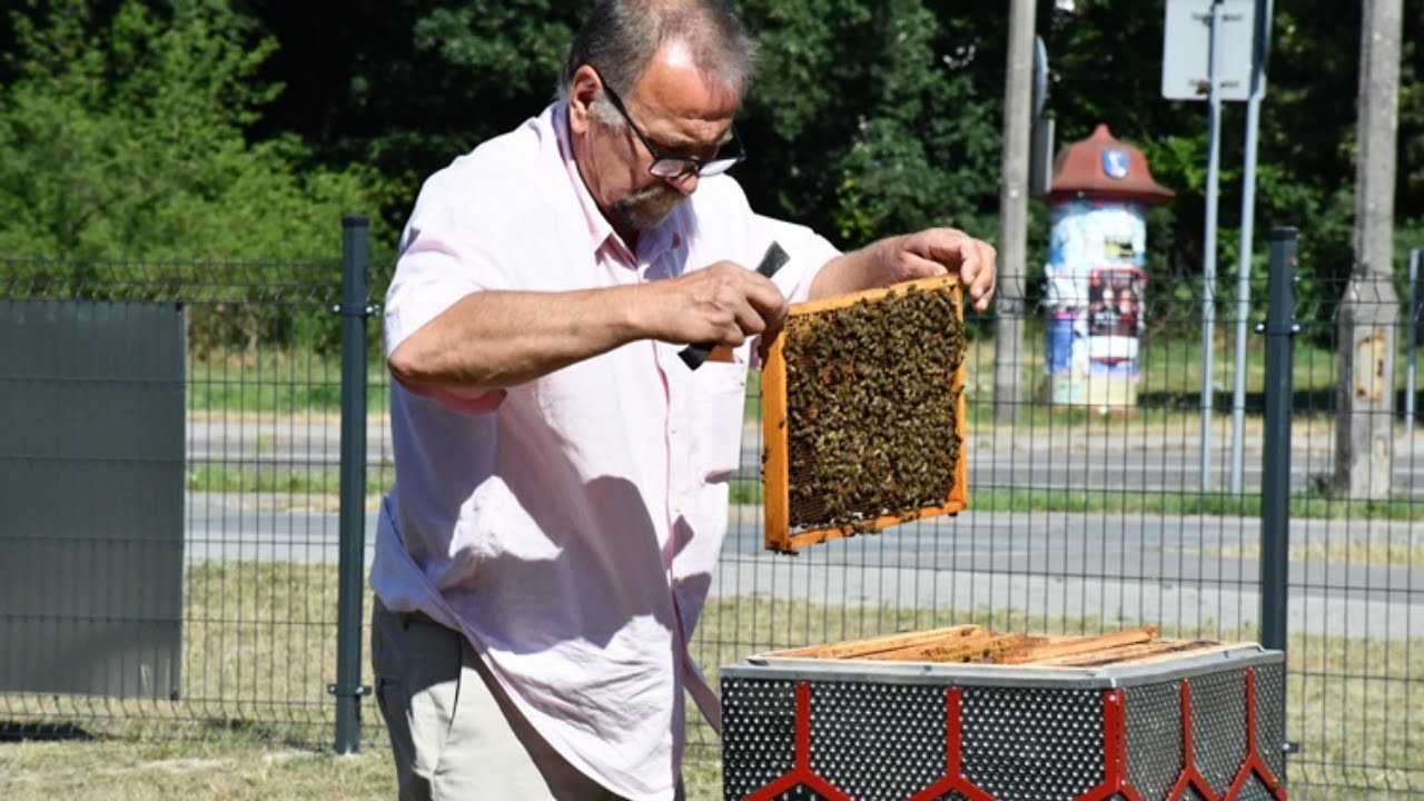 Miejska pasieka już działa