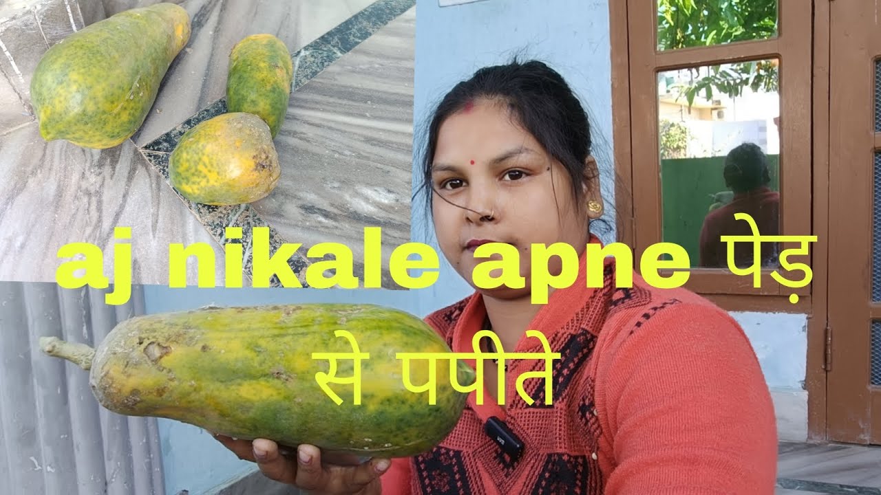 आज निकाले अपने पेड़ से पपीते 🙏🙏