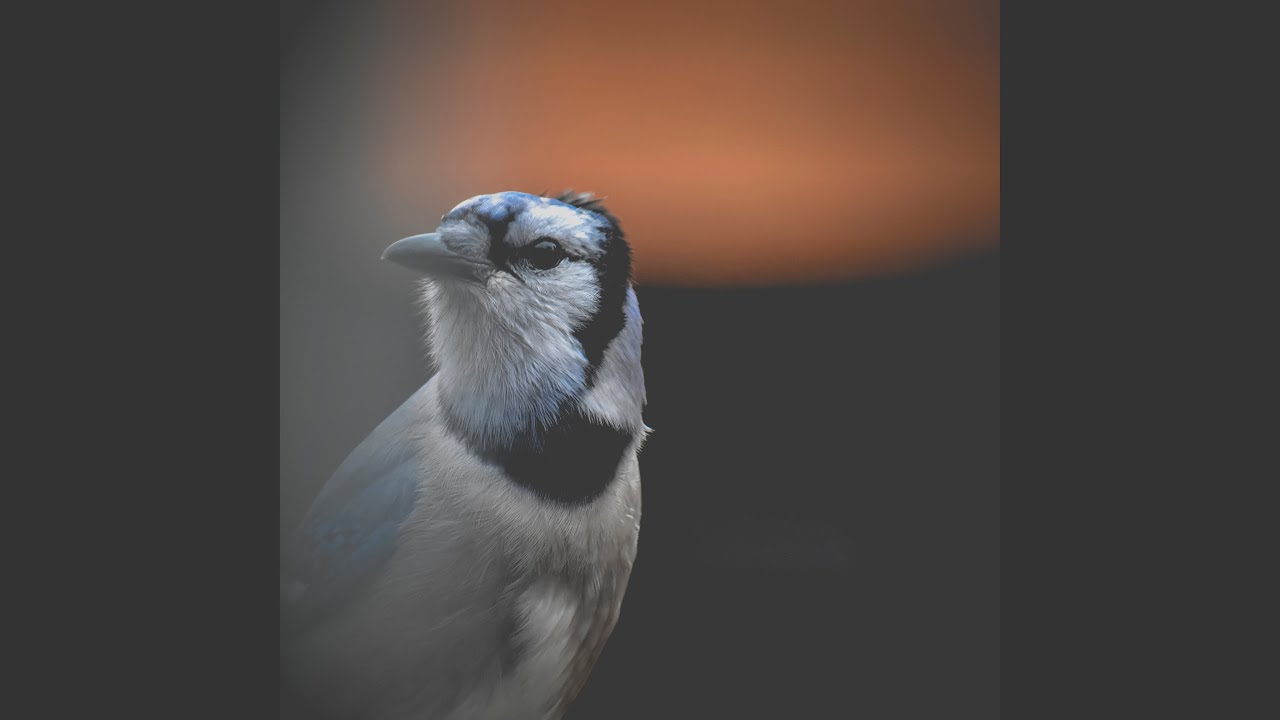 Alacakarga