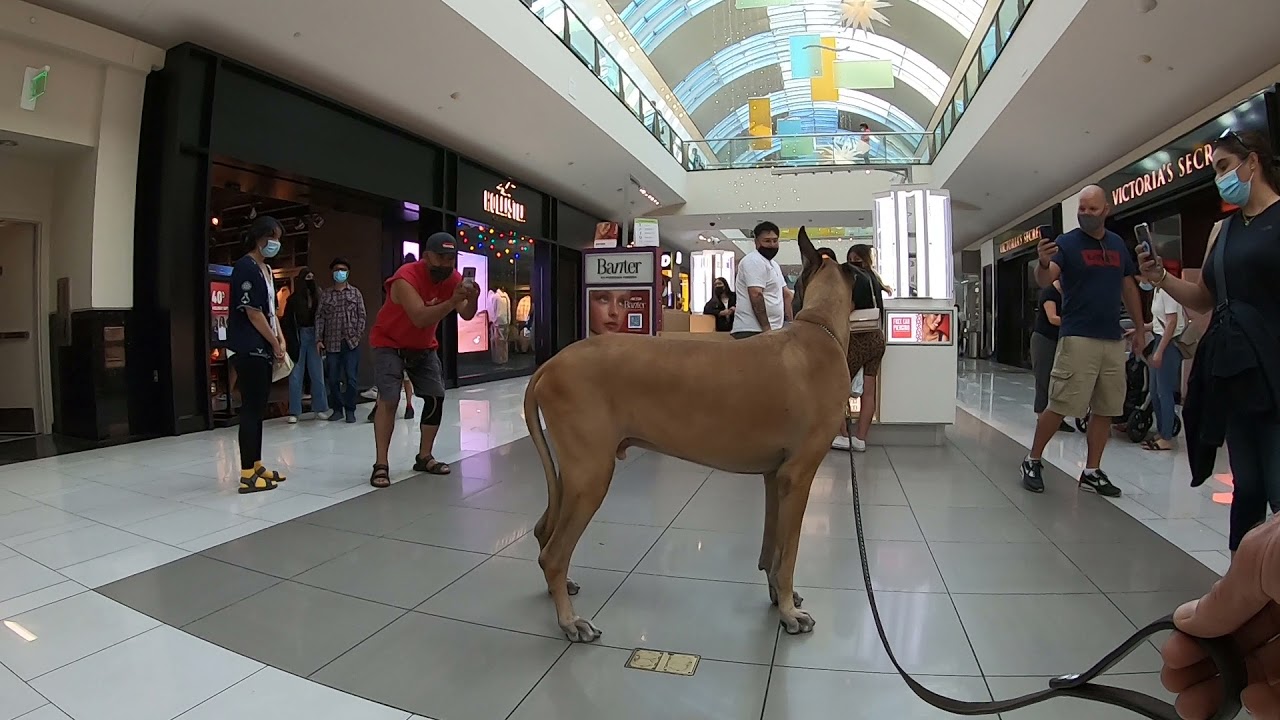Cash 2.0 Great Dane holiday season at the mall (and the Apple Store) 3