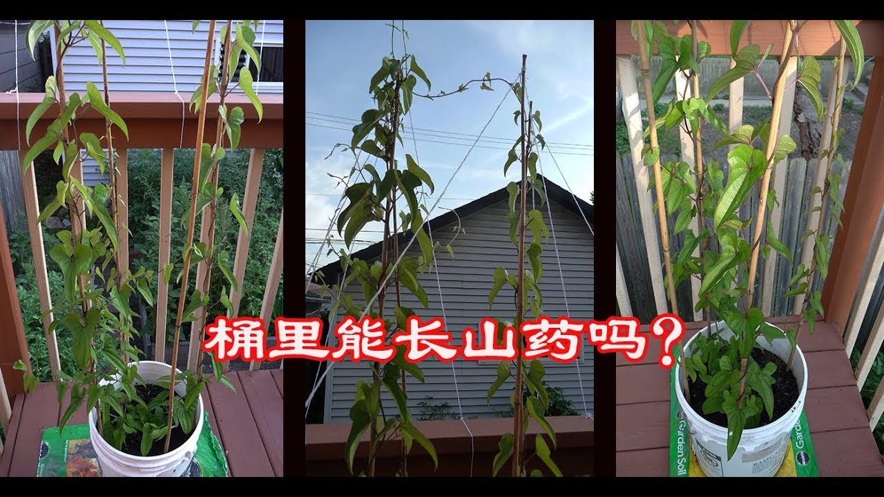 桶里能种山药吗, 结果会怎样, 专业农民怎么种, growing yam in bucket