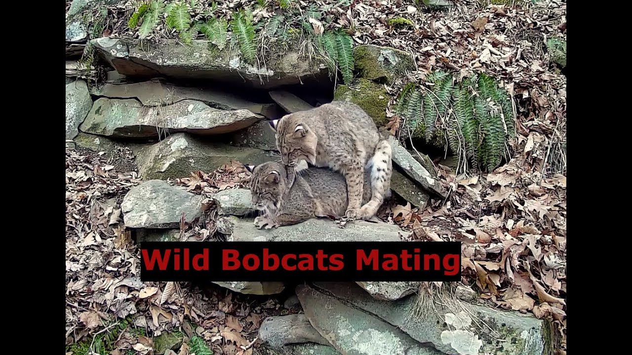 Wild Bobcats Mating – Racoon And Bobcat Standoff - Must See Nature Video!