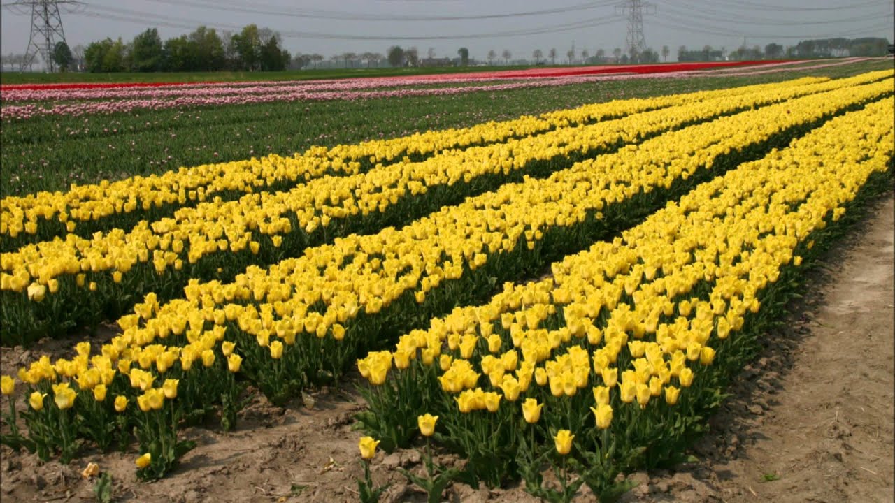 TULPEN