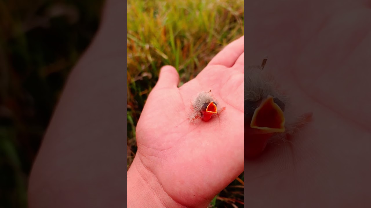A baby pipit bird in my hand #shorts #shortsvideo #viralshorts #short