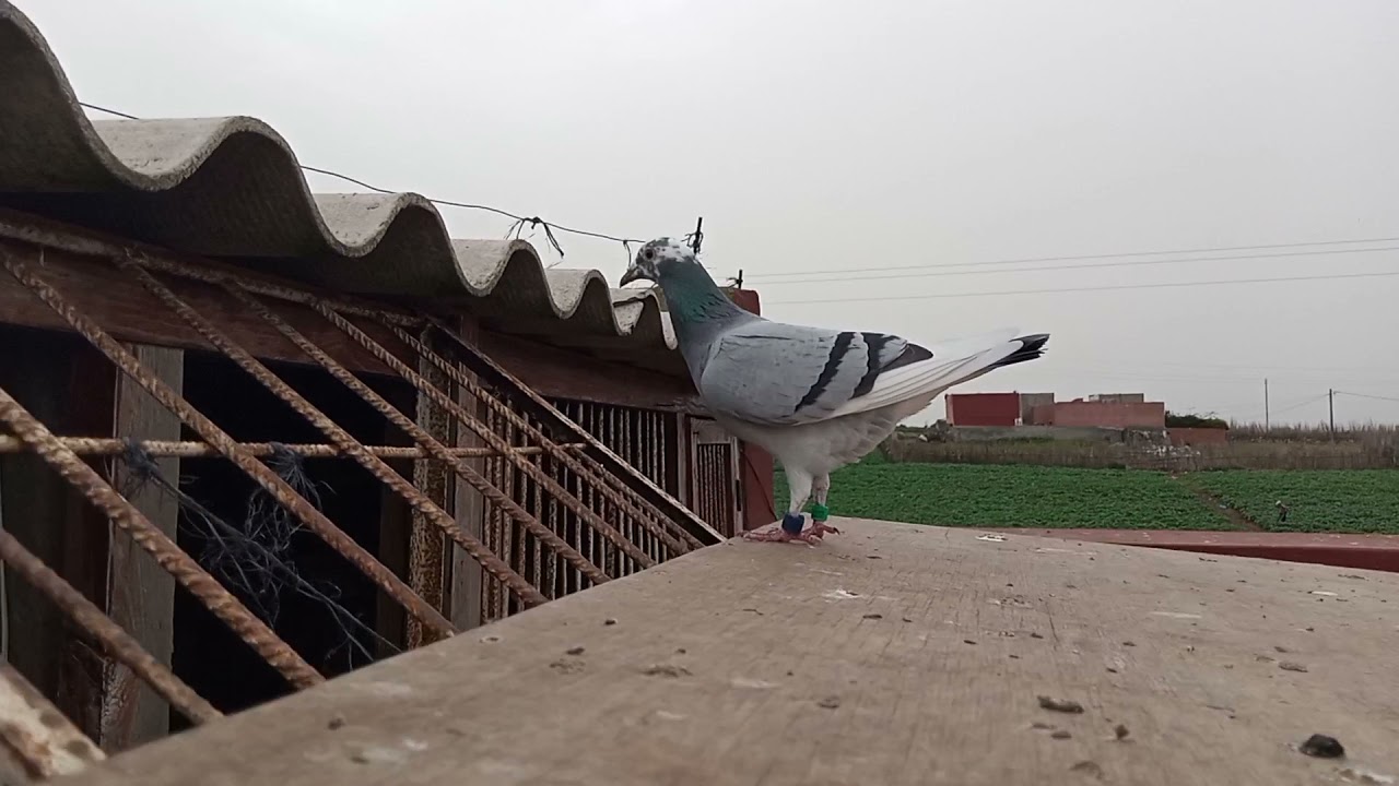 🕊️لحظه دخول الحمام من😍 مسابقه العيون 700 km عند البطل عبد الله خزار الهم بارك 🇲🇦