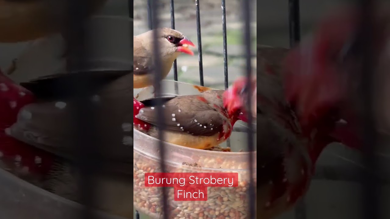 Strobery Finch #kicaumania #finch #emprit #finchaviary #aviari