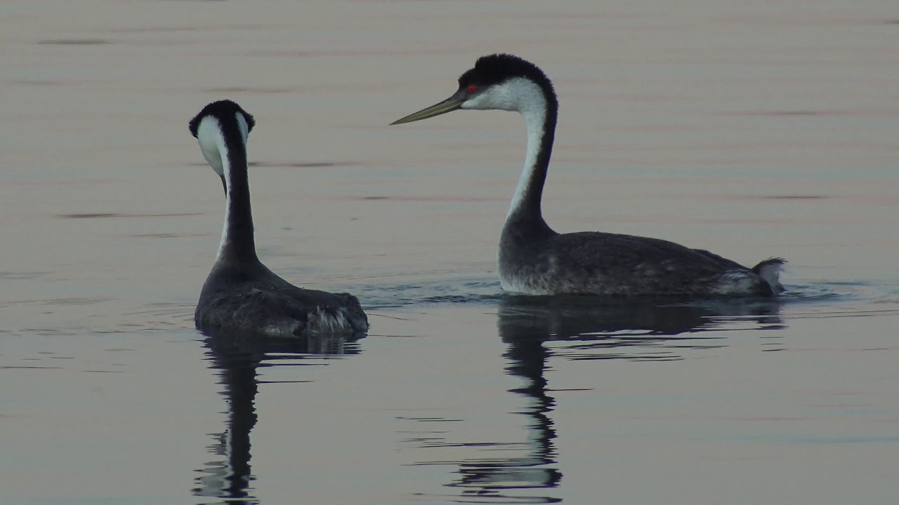 Western Grebes at San Joaquin Oct 24 2019