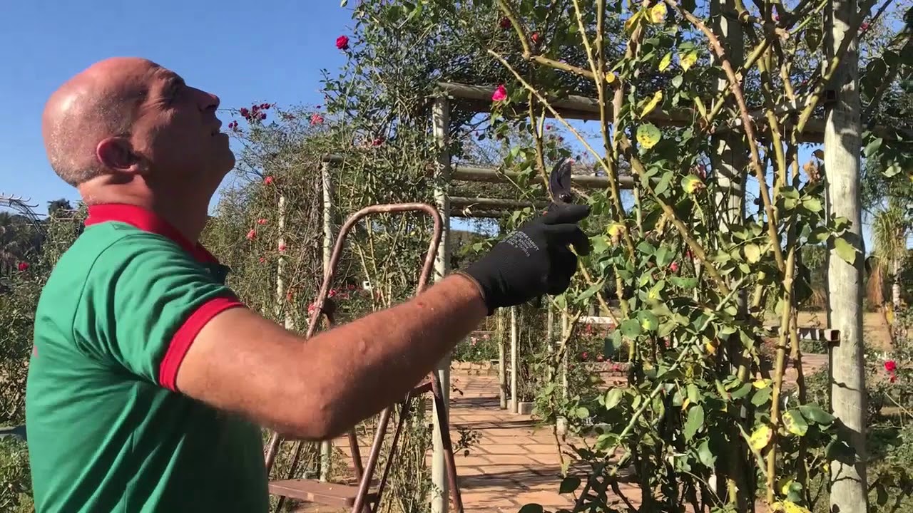 PODA EM TREPADEIRA