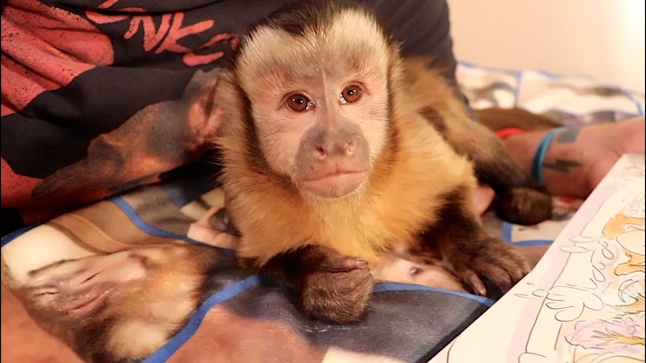 Baby Monkey BedTime Stories