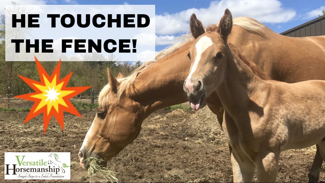Introducing Foal To Electric Fence + Name Reveal // Versatile Horsemanship