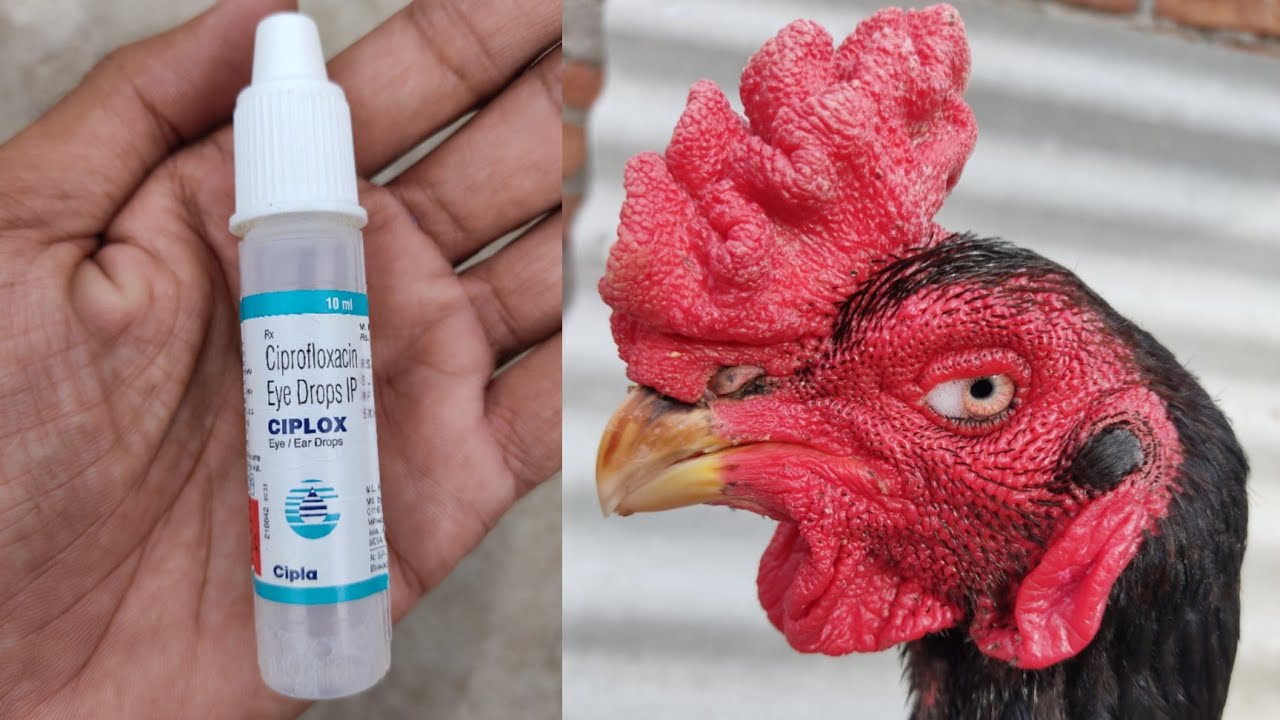 Hen Eye Infection Treatment 