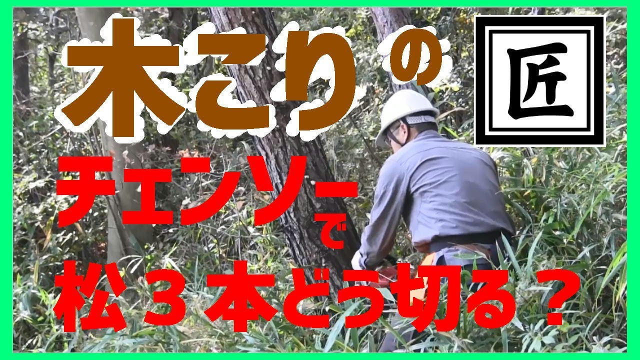 【匠】チェンソーで枯れた松を切ってみた