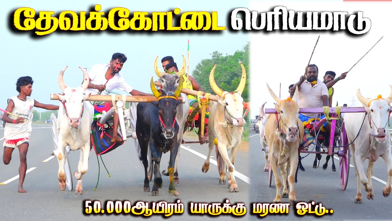 தேவகோட்டை பெரியமாடு 16.11.2025