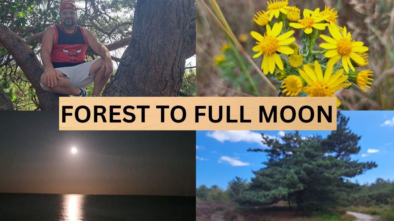 What To Do On A Full Moon And How Trees Reflect What's Happening Within #2025 
