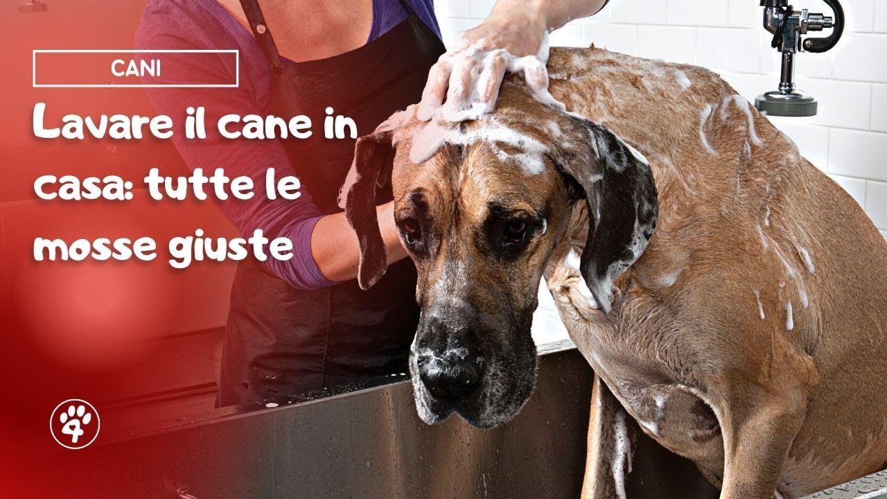 Lavare il cane in casa in modo semplice ed efficace | Amoreaquattrozampe.it