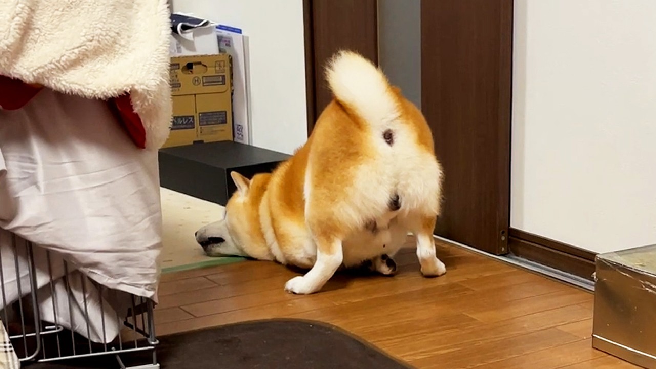 Shibe, frustrated from being soaked in the rain, traverses the room in strange poses.