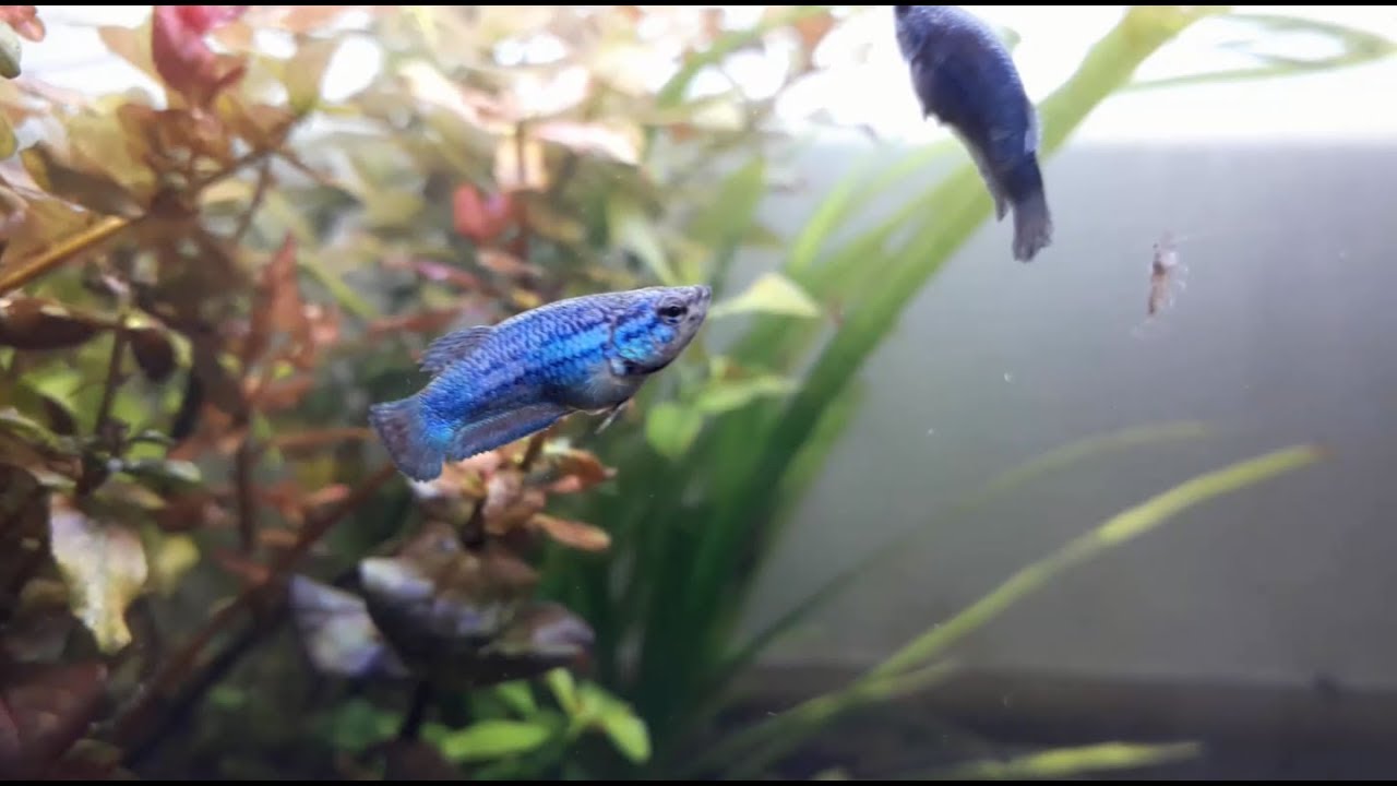 Adding Betta Fry Fishes to Low Tech Planted Tank [ANIOKI]