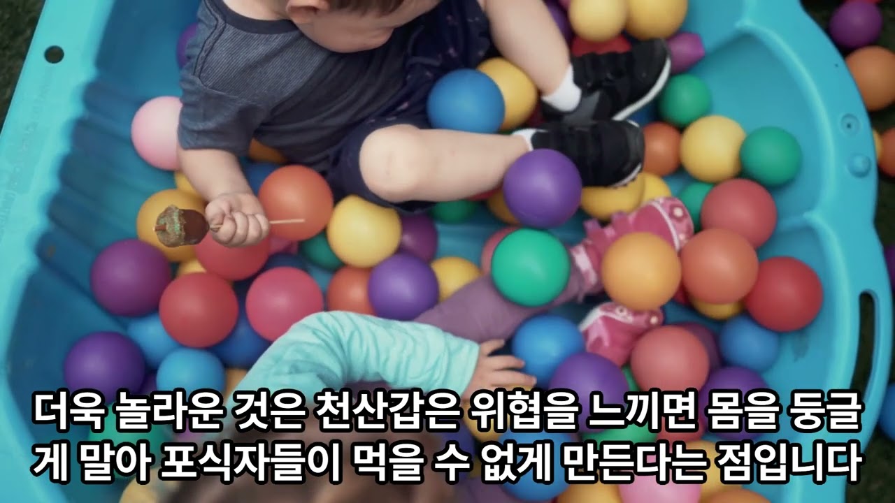 잠을 안 자도 멀쩡한 상어와 돌고래 우리가 몰랐던 동물들의 기상천외한 생존 기술