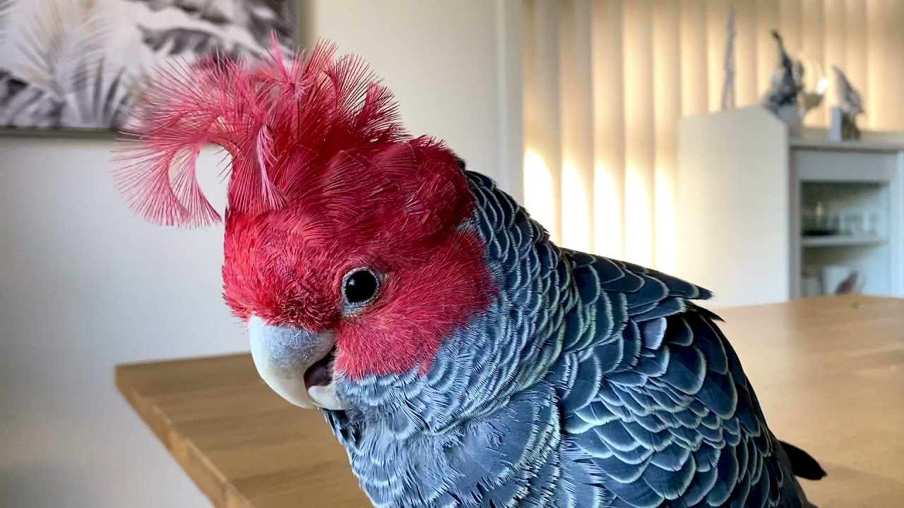 Mr. Chester Gang-gang Cockatoo Talkative Hello / Cute / Strutting / The Moves / Pet Parrot Melbourne