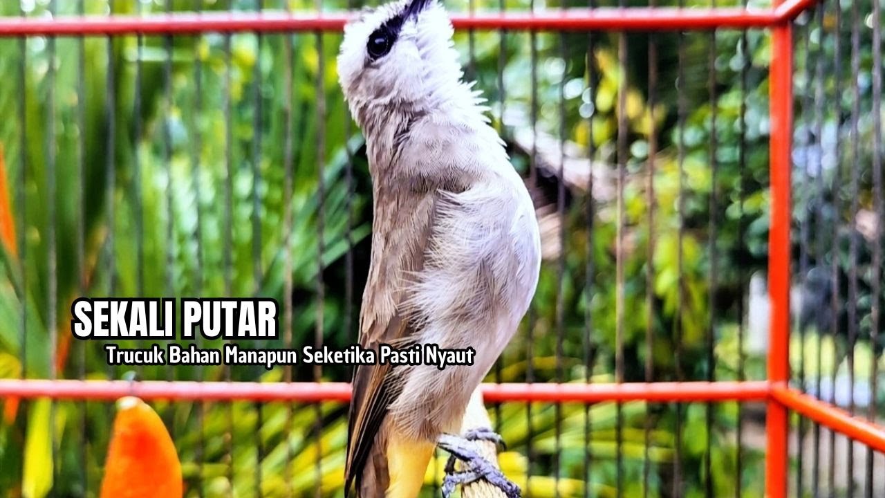 TRUCUKAN GACOR TARUNG ROPEL PANJANG Pancingan trucukan Agar Bunyi Jadikan Burung Trucuk Gacor Nyaut