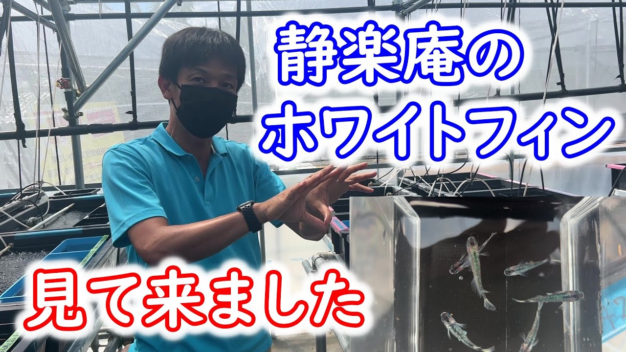 【めだか】静楽庵さん行ってきました！（後編）最新メダカを見て来ました！！まだ出てないメダカの情報も・・・！？　Ｂ型おやじ