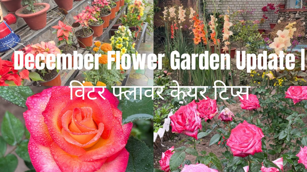 Last December Garden Flower Update 🌸 | सर्दियों में फूलों की सही देखभाल #gardening