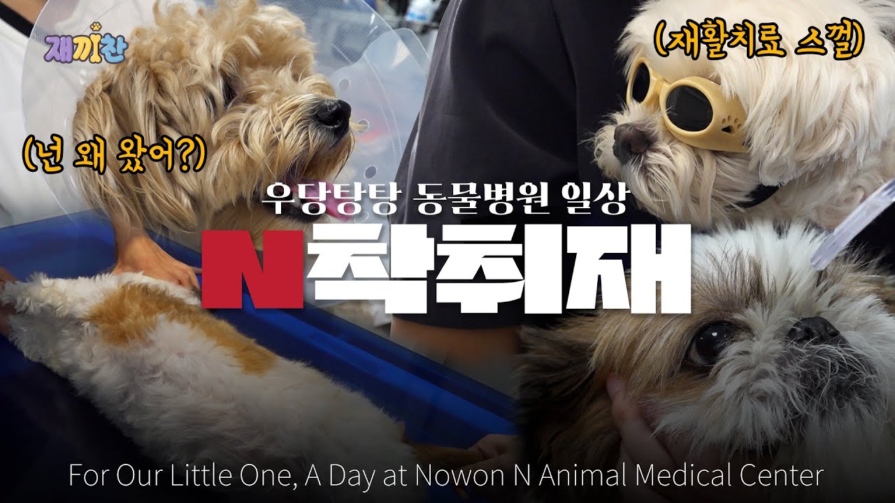 우당탕탕 N동물병원의 일상 밀착 취재기 Daily Closer Look at N Animal Medical Center