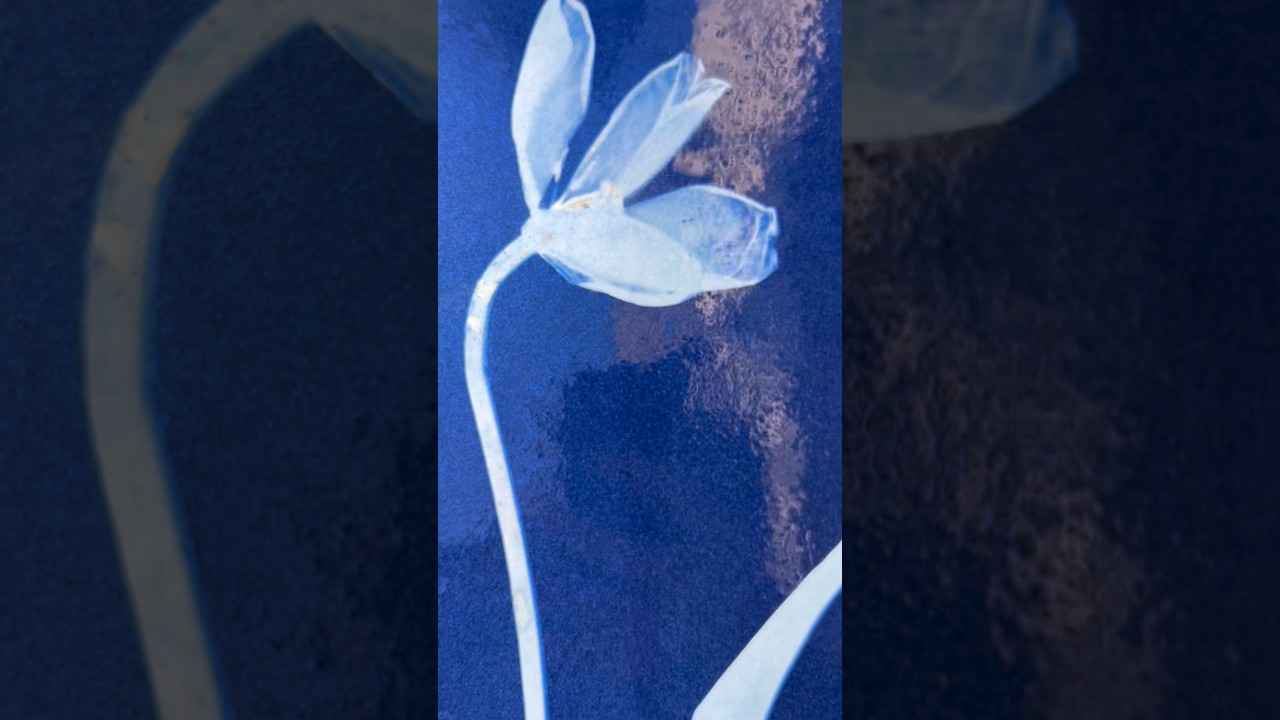 Cyanotype printing with a yellow tulip, now available in the shop #cyanotype #tulip #flowerart #art