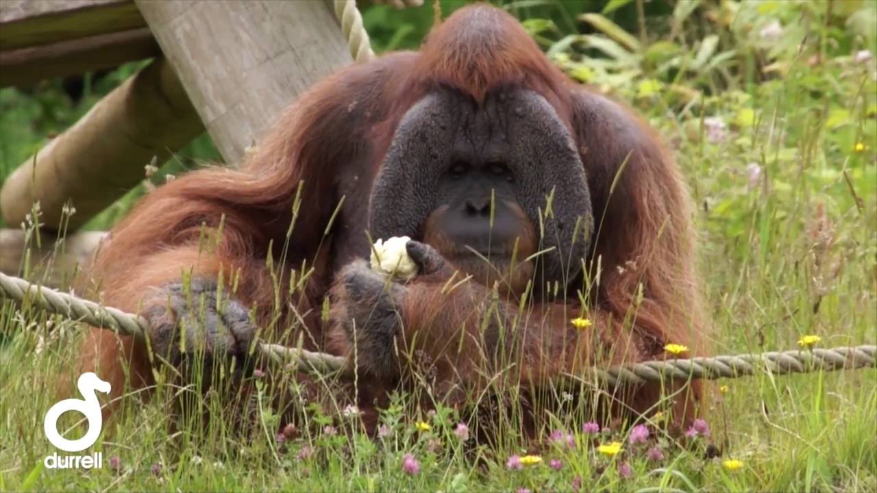 Keeper Talk at Durrell - Sumatran Orangutans