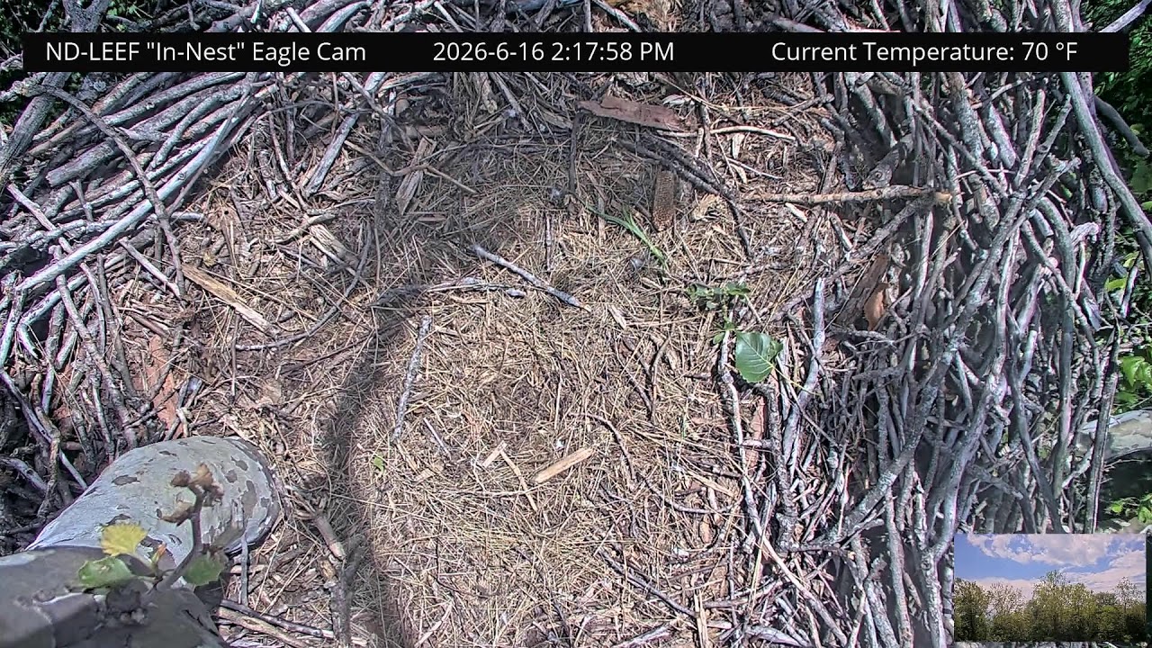 ND-LEEF In-Nest Cam