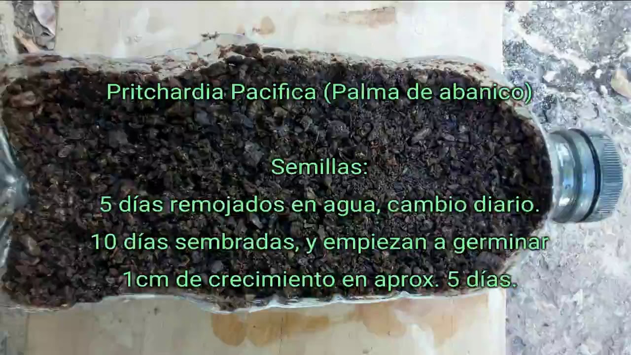 Pritchardia pacifica (Palma de abanico) Germinaci&oacute;n  de semillas.
