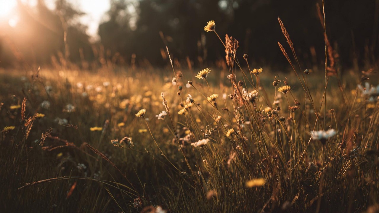 quiet moments playlist ✨ calm music for reading, studying & relaxing