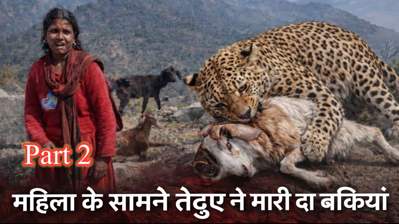 बकरी चरा रही थी महिला… अचानक तेंदुए ने दो बकरियों पर किया हमला 😱🐆 