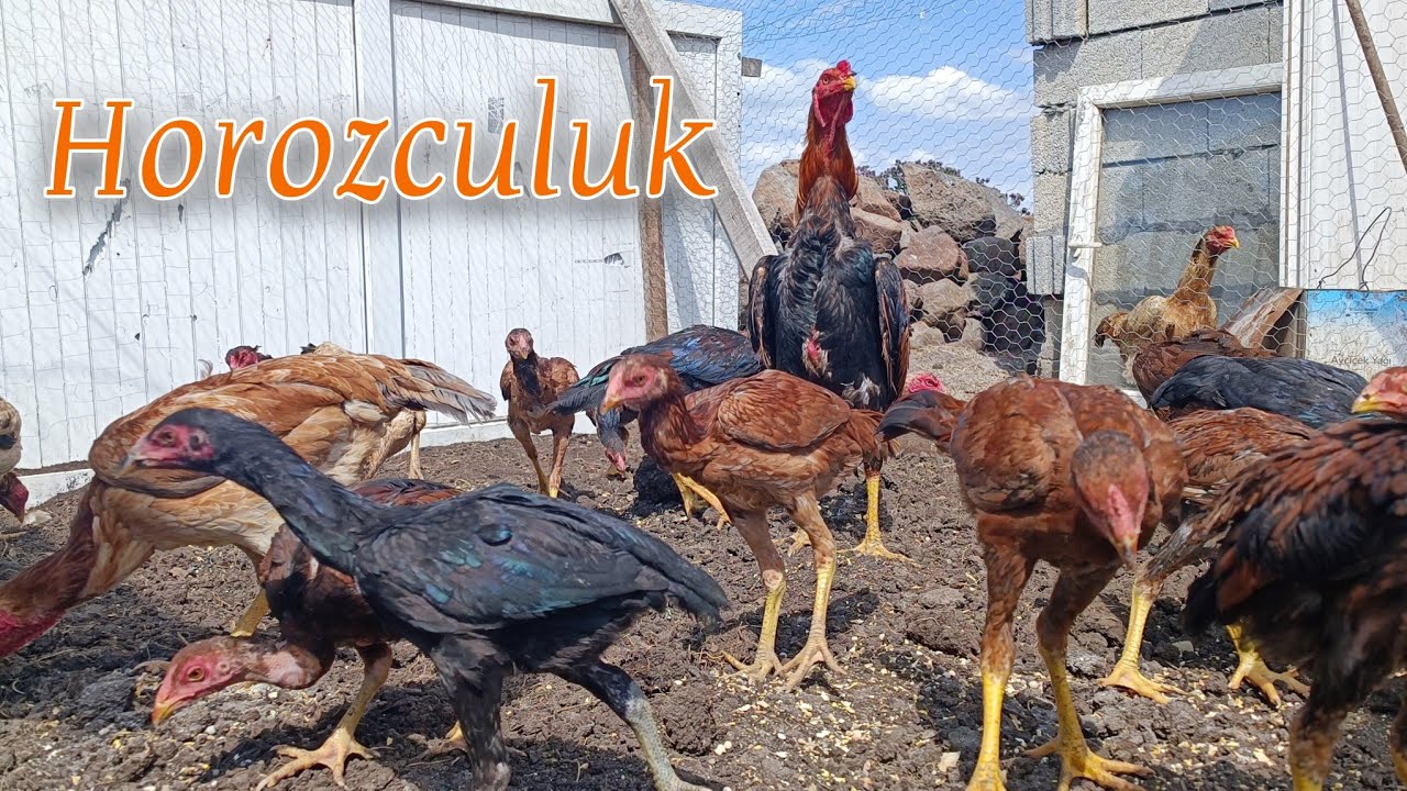 Hint horozu beslemek isteyenler için tavsiyeler / Horozculuk heves değil aşktır