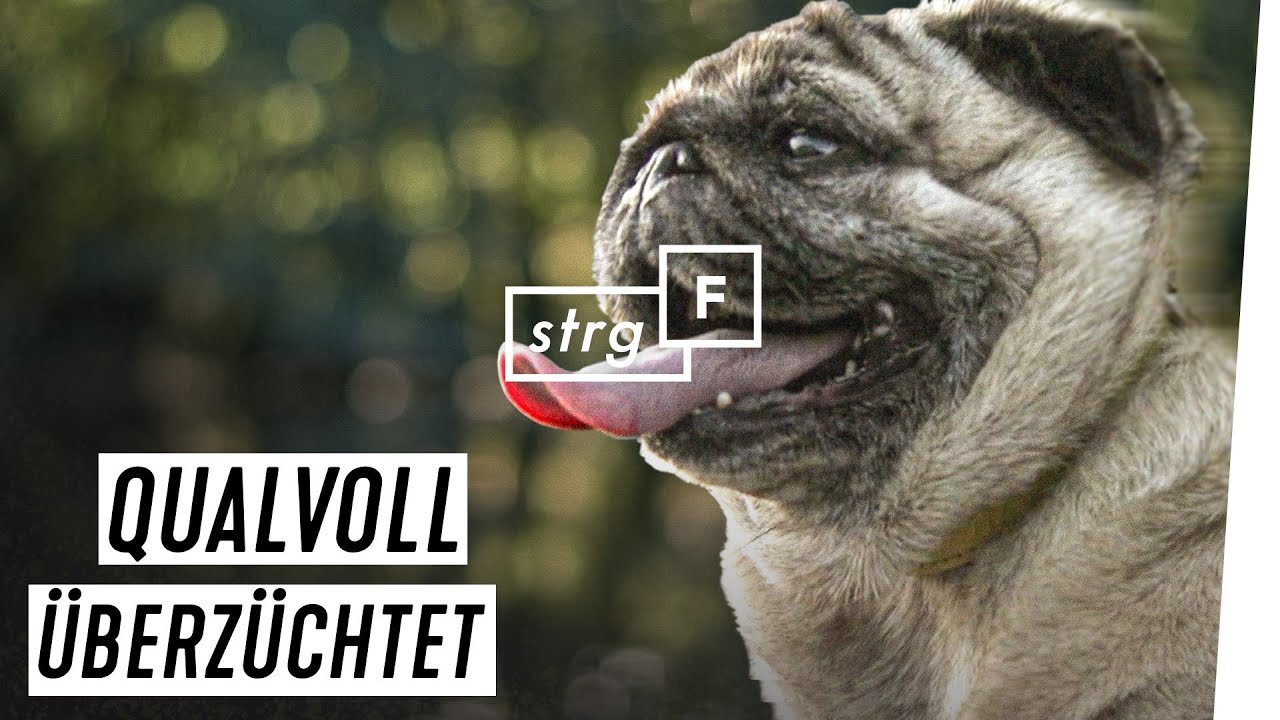 Qualzucht: Wie Mops & Co. leiden, um s&uuml;&szlig; zu sein | STRG_F