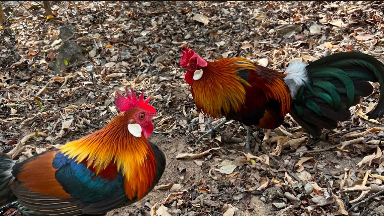 Bẫy G&agrave; Rừng Mới Nhất - Pha S&uacute;t Mồi Tho&aacute;t Tim 