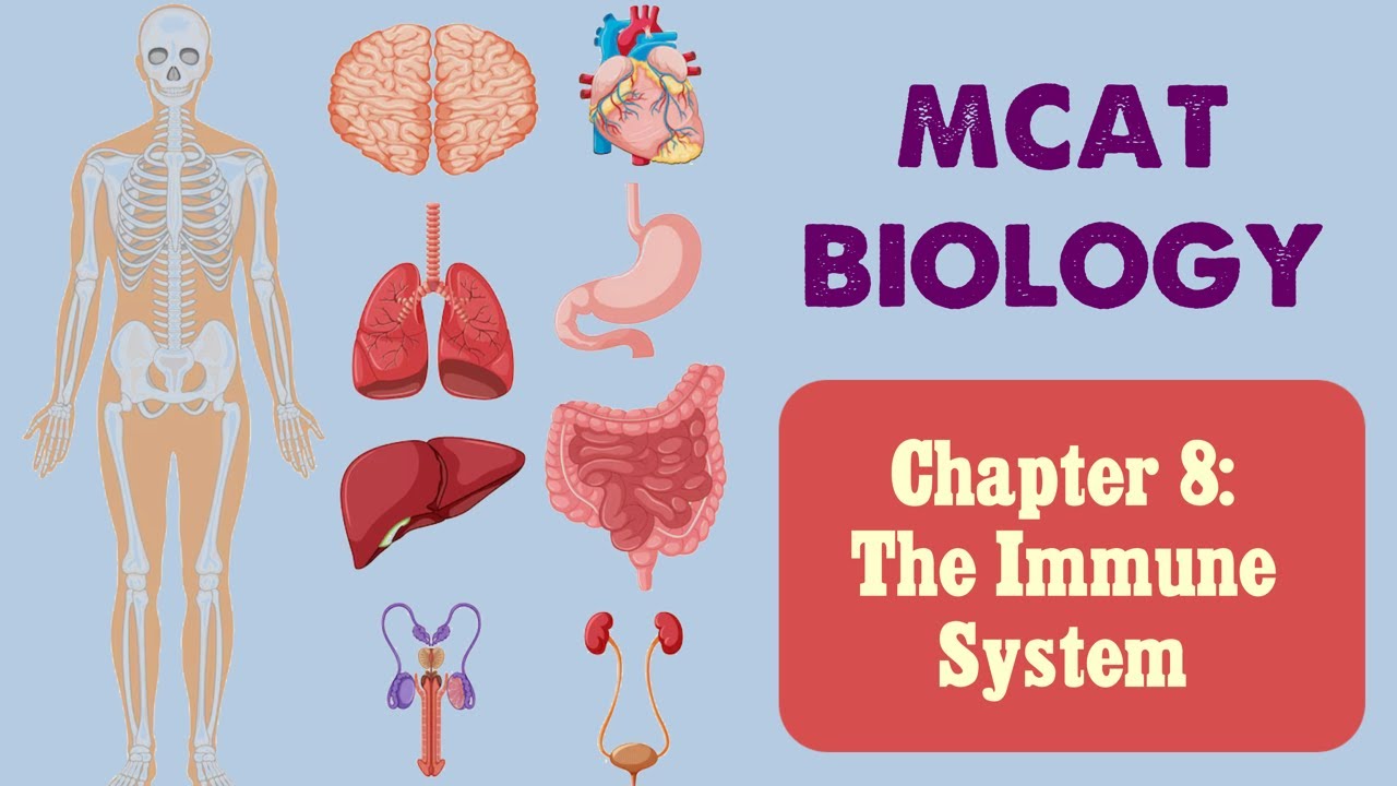 MCAT Biology: Chapter 8 - The Immune System (1/1)