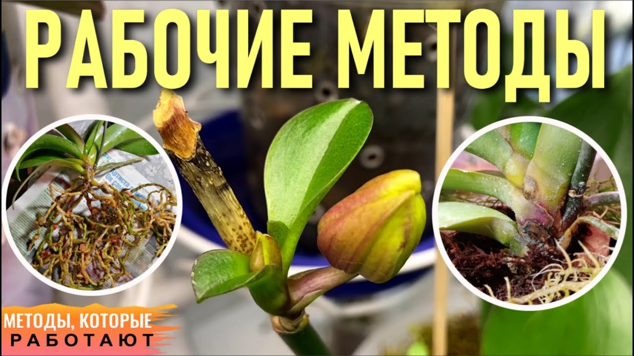 ❗️ОРХИДЕИ И МЕТОДЫ, КОТОРЫЕ РЕАЛЬНО РАБОТАЮТ! РЕЗУЛЬТАТ НЕ ЗАСТАВИТ СЕБЯ ЖДАТЬ ОПЫТ ЗРИТЕЛЕЙ КАНАЛА!