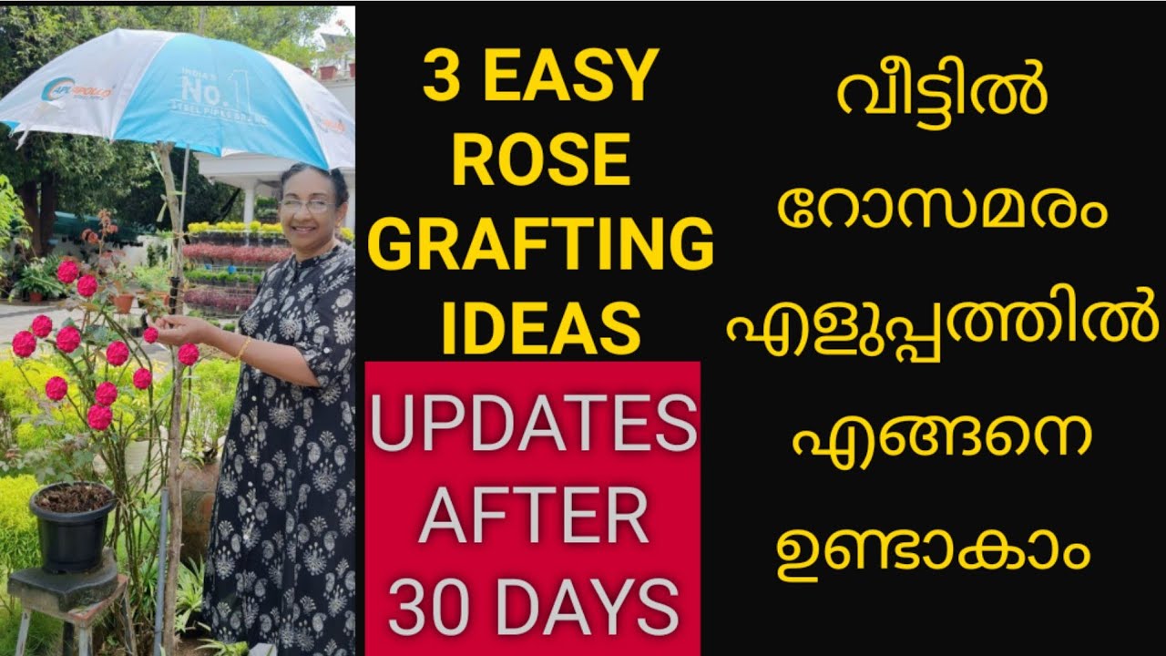 3 EASY ROSE GRAFTING METHODS/EASY GRAFTING METHODS FOR ROSE PLANT/ HOW TO BUD ROSE EASILY