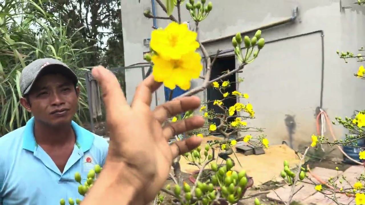 Ngắm mặt hoa giảo tân châu của vườn mai hiếu nguyễn 0337140420
