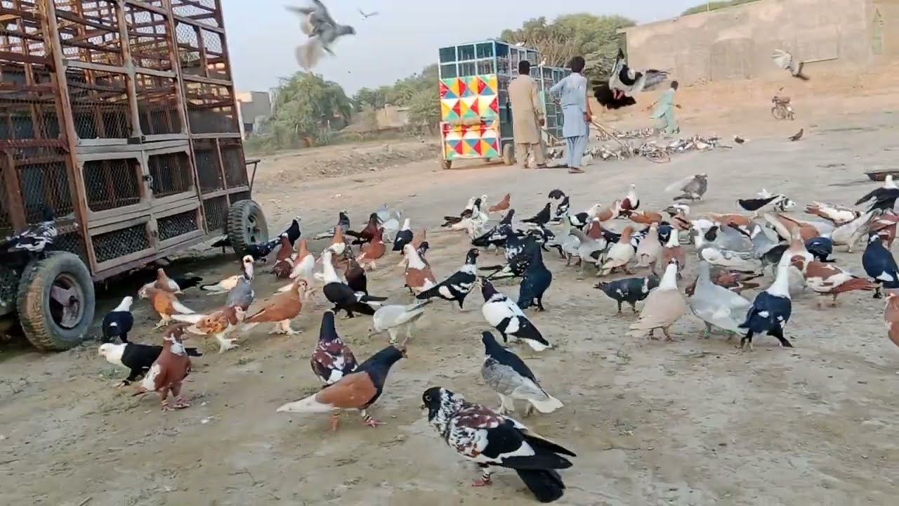 New video Karootar baaz vip Karootar 🕊️👌❤️l love 🧡🕊️💐viral video 🕊️💐❤️