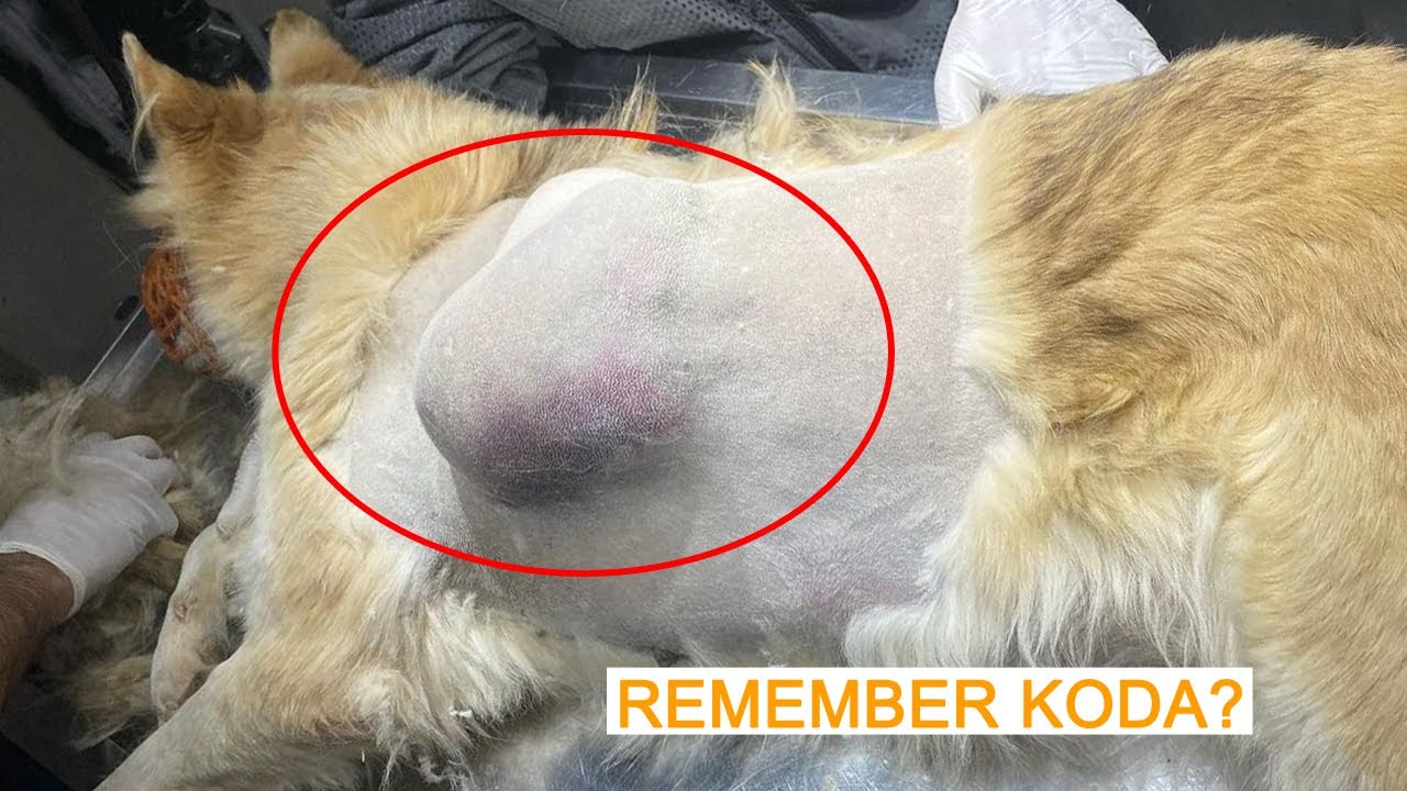 Poor Dog was used for Breeding and then Dumped Like She was Nothing