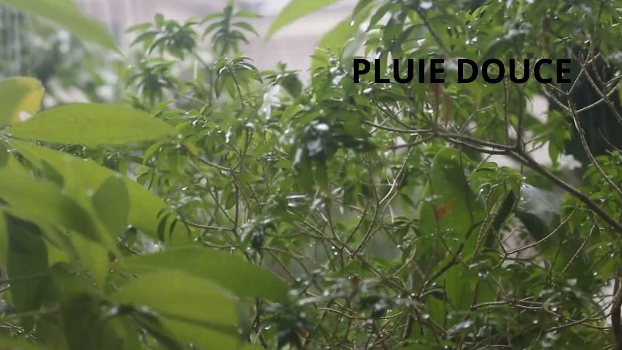 Son de la Pluie 1 Heure 🌧 Sommeil Profond  Insomnie  Relaxation Nuit